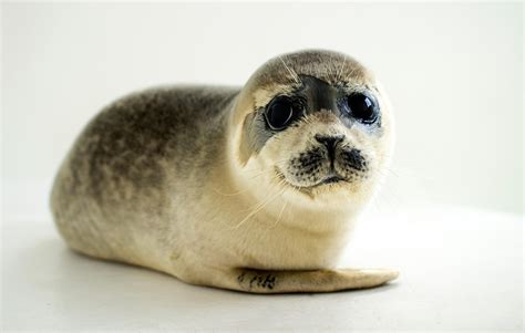 What Is Baby Seal Called In French at Eloise Rameriz blog