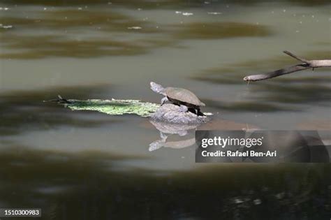 Image result for Mounting Snapping Turtle Shell