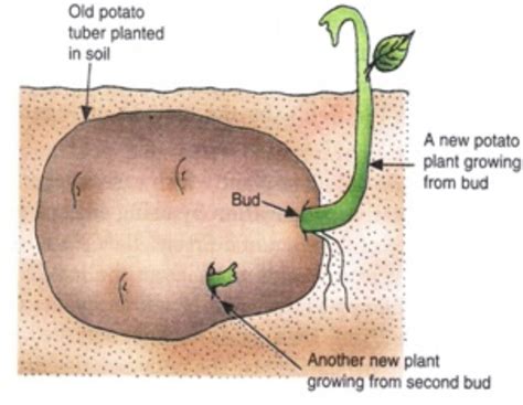 Image result for Vegetative Reproduction Potato