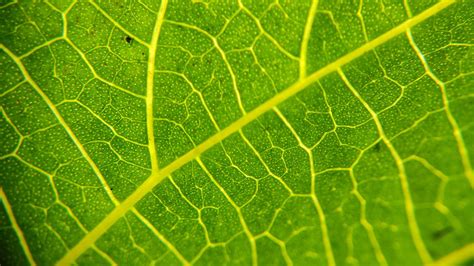 Types Of Leaf Veins at Sheila Sparks blog