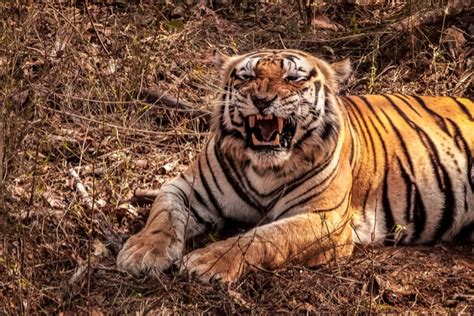 Kanha National Park Tourism | Kanha National Park Tourist Places ...