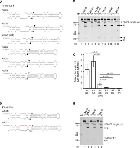 Primary microRNA Transcript 的图像结果
