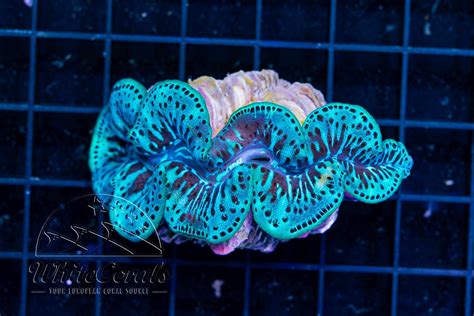 Tridacna maxima-MU_250621_176