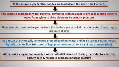 Phloem Loading a Level 的图像结果