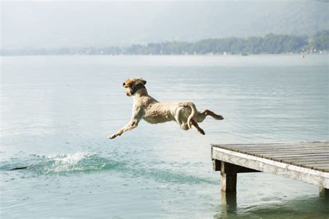 Image result for Dog Diving Platform