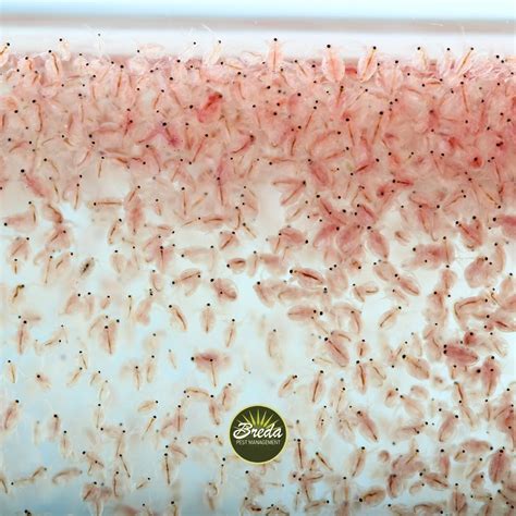 How long does it take to get rid of a flea infestation? | Breda Pest ...