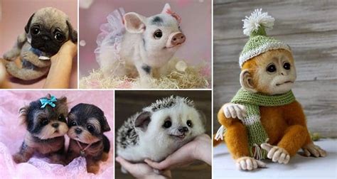 Image result for Wool Animals