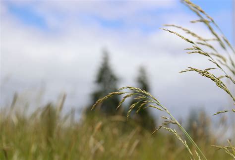Timothy Grass Allergy