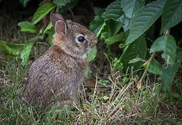 Image result for Bunny Side View