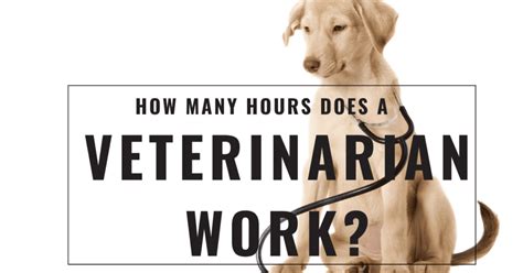 How Many Hours Does a Veterinarian Work? A Quick Guide