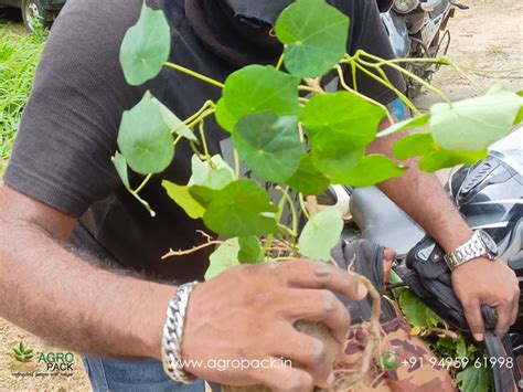 Plant For Sale In India | Online plant nursery