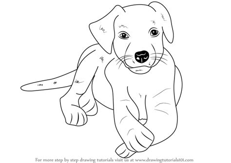 Image result for How to Draw a Labrador Step by Step