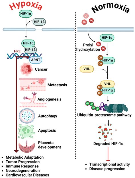The Role of Hypoxia-Inducible Factor-1α (HIF-1α) in the Progression of ...