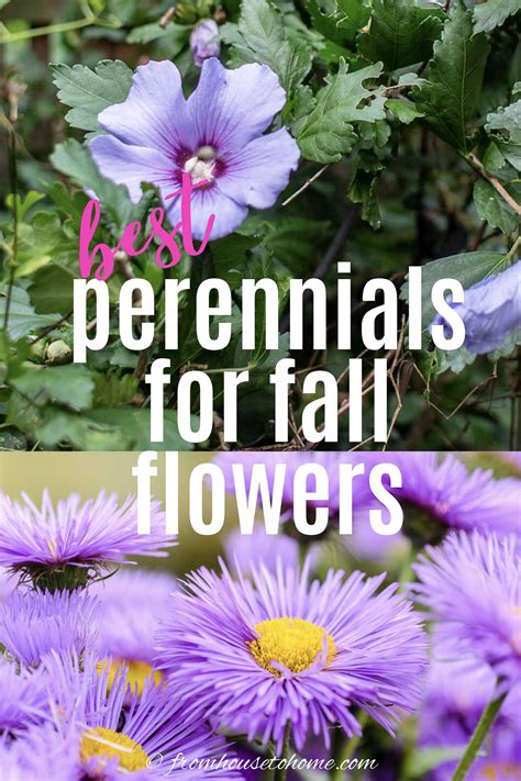 15 Beautiful Fall Flowering Perennials and Shrubs