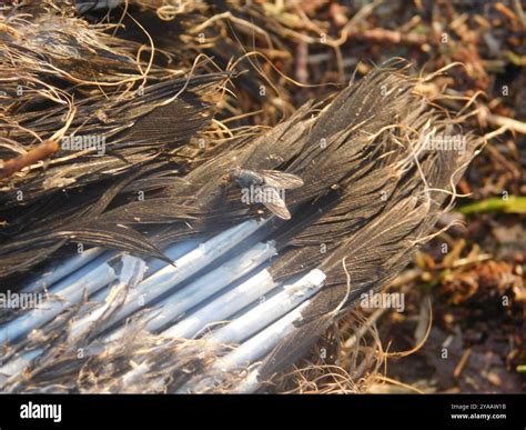 Image result for Bot Fly Insect