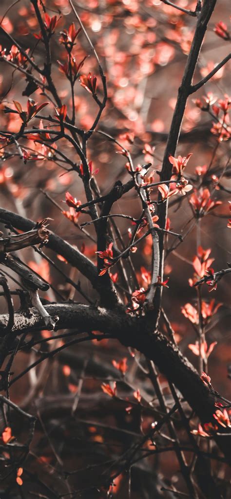 Image result for Home Screen Background