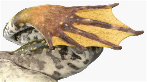 Image result for Frog Mesh Tutorial Maya