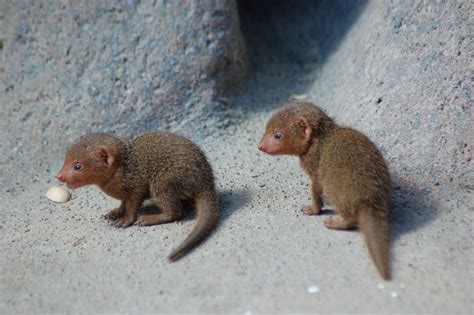 Spotlight on: Cute Baby Mongooses - Baby Animal Zoo