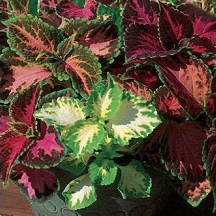 Buy Omaxe Coleus Rainbow Mixed Seeds online at best price