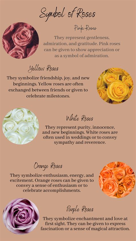Meaning Behind Pink Roses