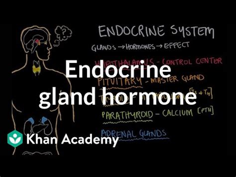 Endocrine gland hormone review Video Lecture - Biology for MCAT