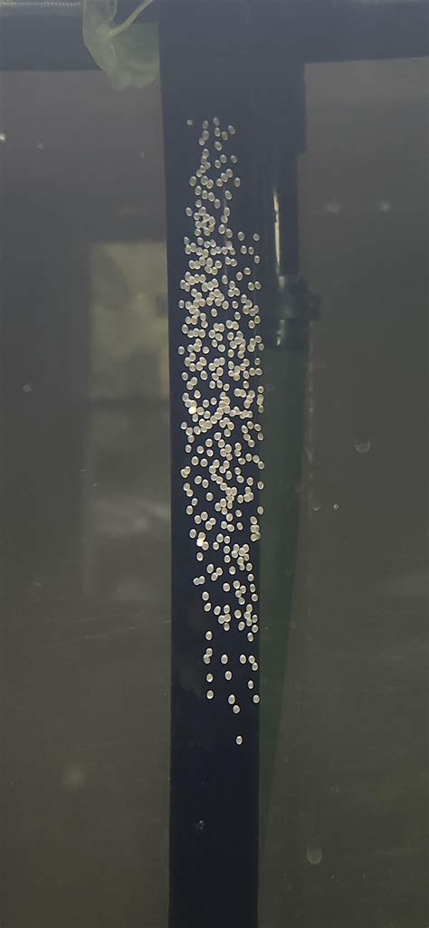 7.5 hr. time lapse of bladder snail eggs from my aquarium, under the ...