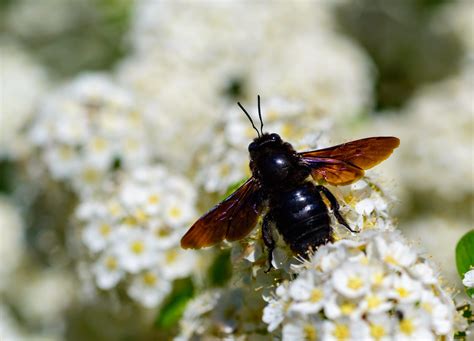 Do Carpenter Bees Sting? | Tips for OK Homeowners