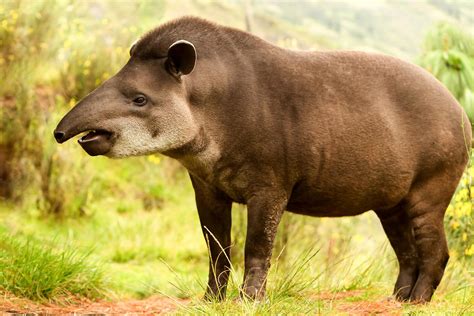 What Is A Tapir