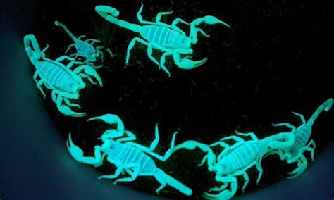 Why do scorpions glow in the dark (and could their whole bodies be one ...