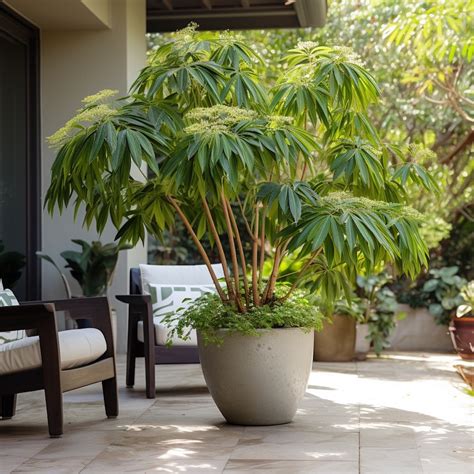 "The Dwarf Umbrella Plant Care - Schefflera Arboricola - Foliage Garden ...