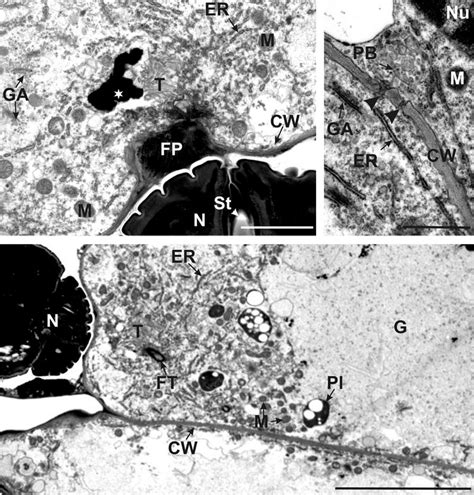 Image result for ISC Cell