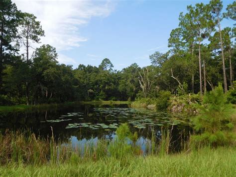 Alachua County Forever Preserve Preview Hike at Black Lake Preserve ...