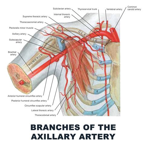Branches Of Axillary Artery