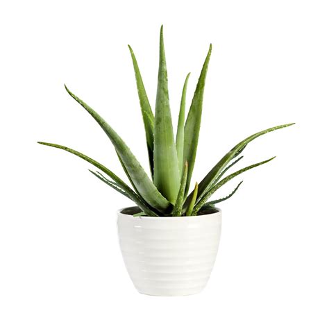Farm Fresh Aloe Vera Plant Online | Shop for Aloe Vera in Gurgaon ...