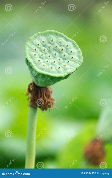 Lotus Seed Pod stock image. Image of alone, botany, elegant - 25684355
