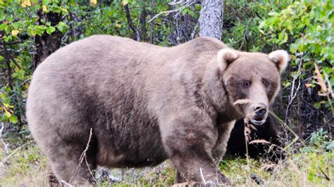 Fat Bear Week 2025 competitors: From broken-jawed chunk to defending champ | 12newsnow.com