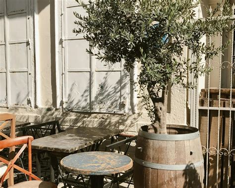 Complete guide to caring for and growing olive trees in pots: expert advice for keeping them ...