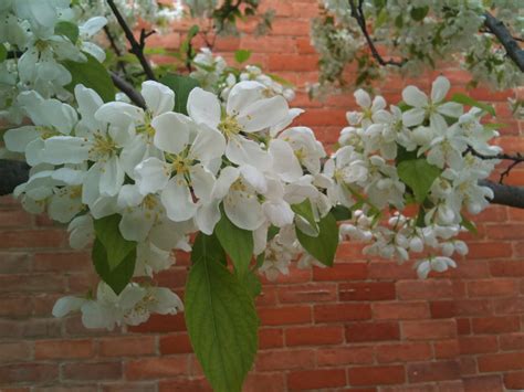 Picture a Day: Michigan's State Flower