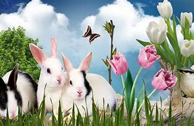 Image result for Spring Flowers with Bunnies