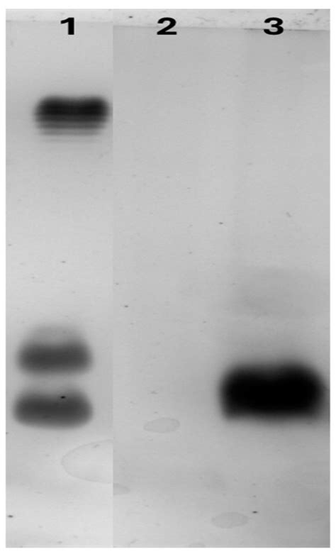 Plants | Special Issue : Plant Transformation and Genome Editing