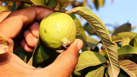 Image result for Planting Guava Tree