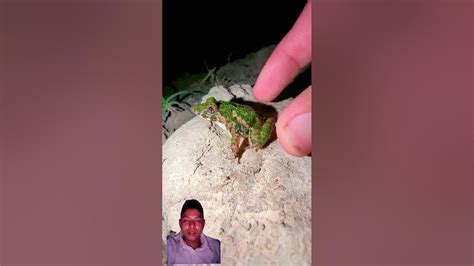 Image result for Alien Frog YouTube