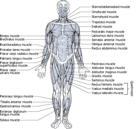 Body Muscle Diagram