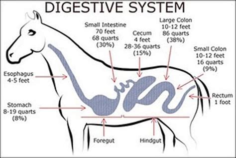 Non-Ruminant Animal Digestive System 的图像结果