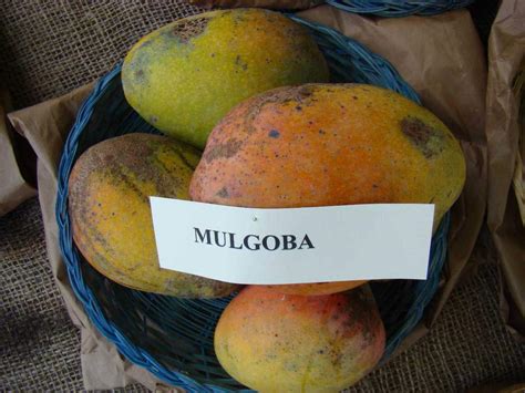 Mphmi Malgoa/Mulgoba Mango Plant- Salem, Tamil Nadu : Amazon.in: Garden ...