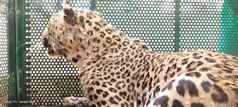 Indore: Leopard terrorises villagers for 4 hours in Mhow, captured