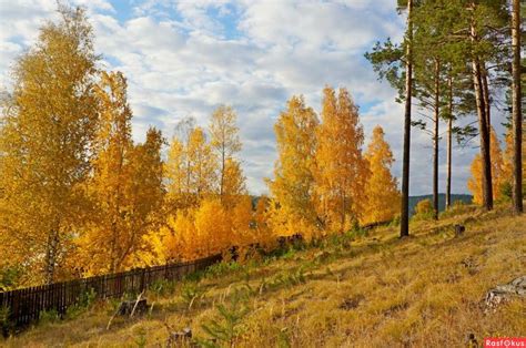 Фото: Меж берёз и сосен тихо бродит осень.. Фотолюбитель Галина ...