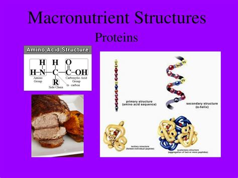 Image result for Which Macronutrient Builds All Structures