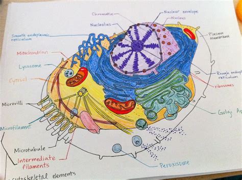 Generalized Cell Structure 的图像结果