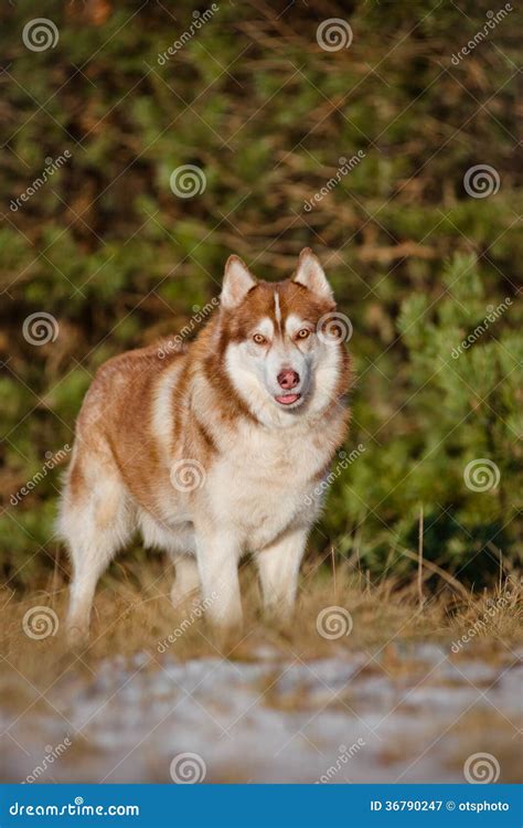 Brown siberian husky dog stock image. Image of canine - 36790247